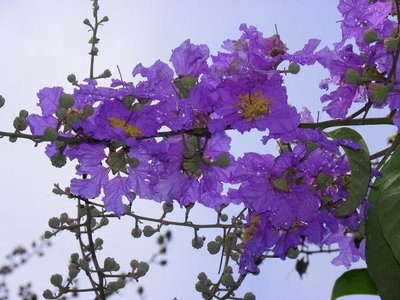 1628770880615179.jpg 1628770880615179.jpg