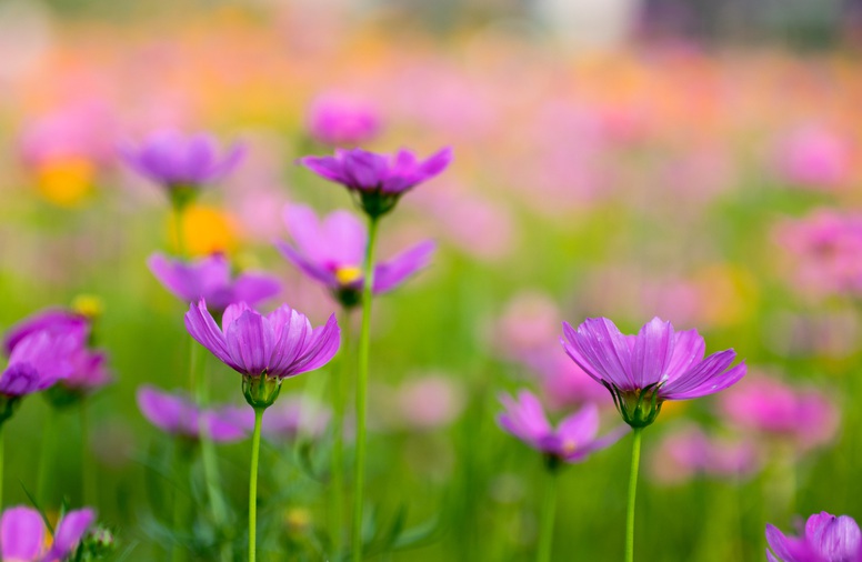 1628771491530655.jpg 格桑花1.jpg