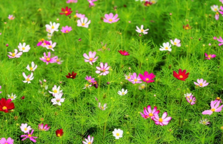 1628771525379577.jpg 格桑花3.jpg