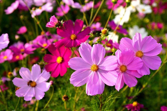 1628771604243889.jpg 格桑花2.jpg