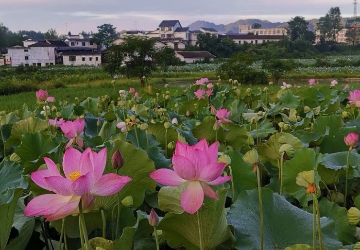 1628772036527310.jpg 荷花1.jpg