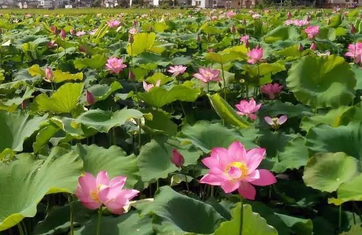 1628772068411452.jpg 荷花2.jpg