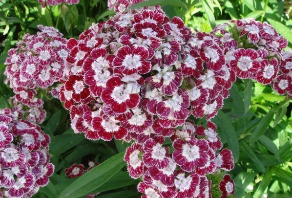 1628772109751849.jpg 1628772087(1).jpg