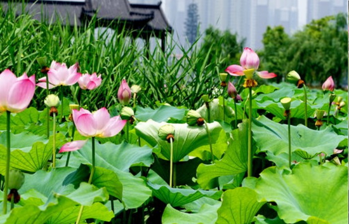 1628772173647227.jpg 荷花33333.jpg