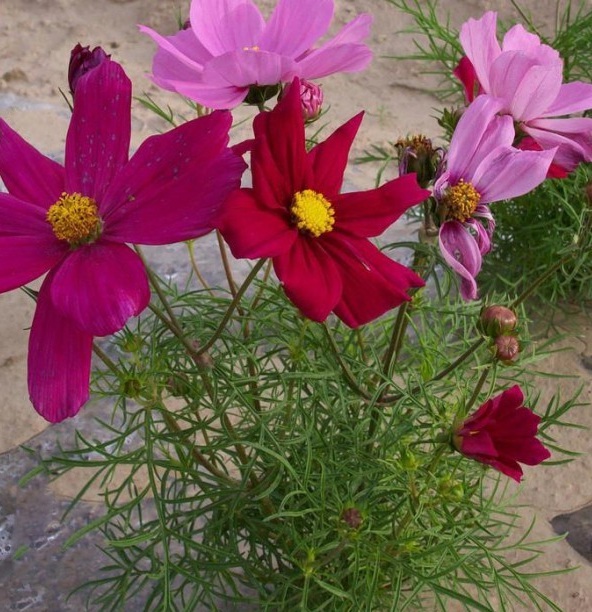 1628772221735495.jpg 1628772197(1).jpg