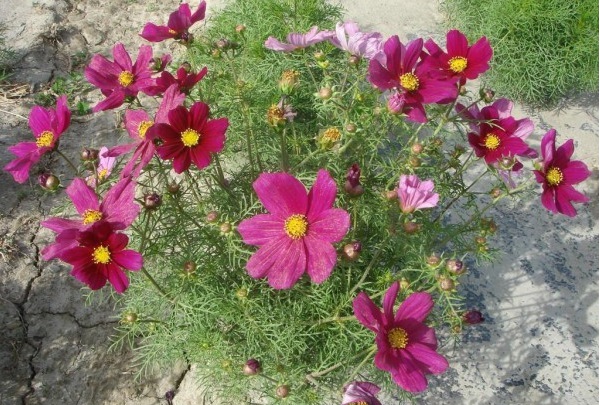 1628772513662446.jpg 1628772480(1).jpg