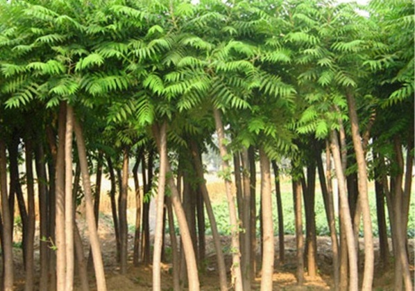 1628772682521453.jpg 1628772661(1).jpg