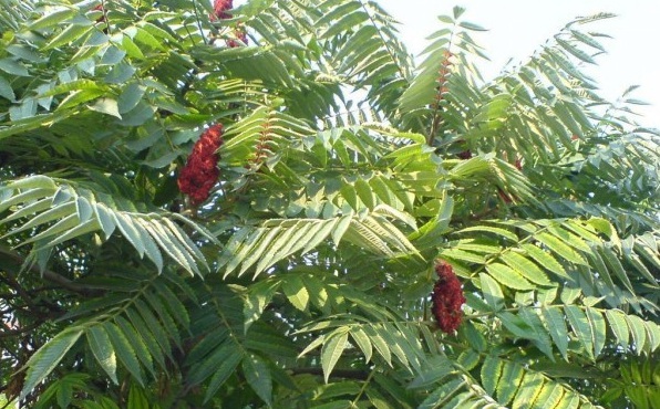 1628772702616705.jpg 1628772674(1).jpg