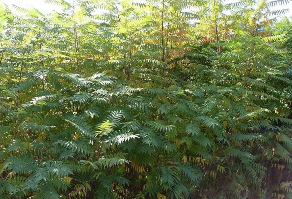 1628772718938295.jpg 1628772695(1).jpg