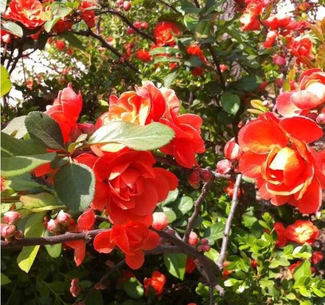 1628772911423817.jpg 1628772865(1).jpg