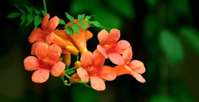 1628772988698968.jpg 1628772971(1).jpg