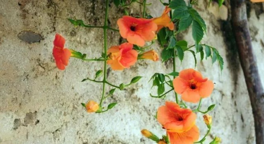 1628773046997193.jpg 1628773003(1).jpg