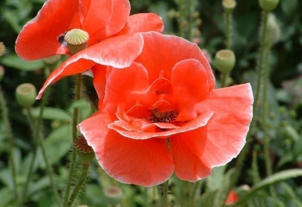 1628773852531801.jpg 1628773831(1).jpg