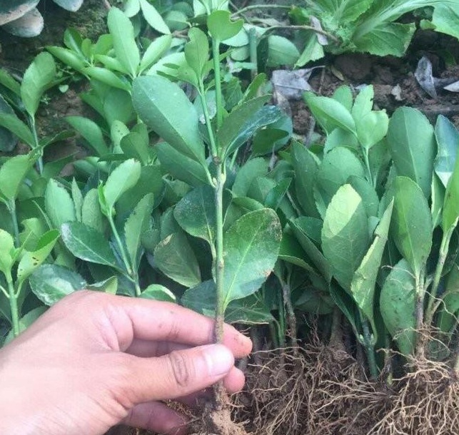 1628774389404904.jpg 1628774354(1).jpg