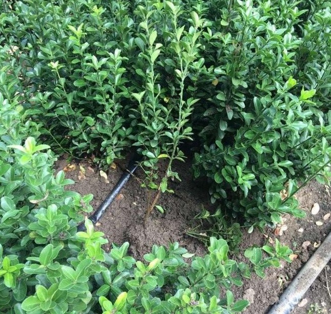 1628774409271983.jpg 1628774370(1).jpg