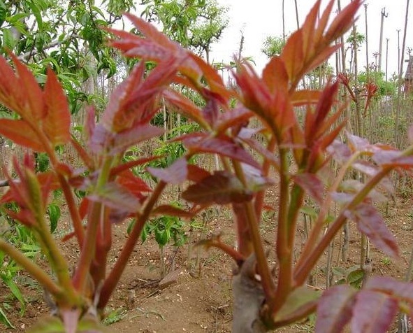 1628774512502659.jpg $5$A9X2D8}P1~M1`ALK5Q`J.jpg