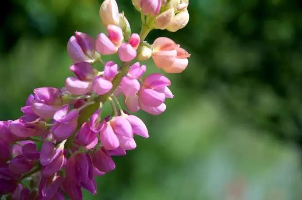 魯冰花的種植方法，魯冰花的實(shí)用價(jià)值