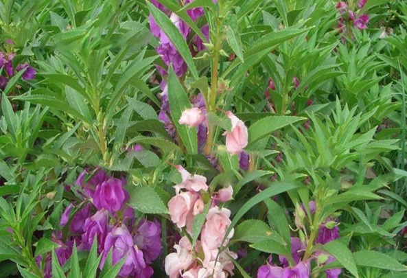 1628774900297422.jpg [B_H)_1GCQZ9BZ2I{RJ24WN.jpg