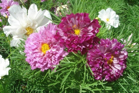 1628775476130513.jpg 8Q8Q3~Y}}YT5EDW~8QDDQYO.jpg