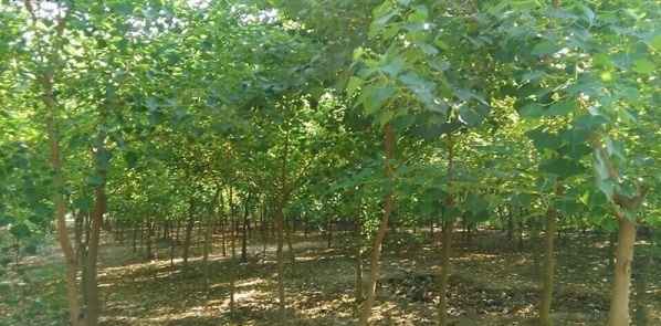 1628775861407947.jpg HCCPT9F2~(B`N`BVB[@_UYB.jpg