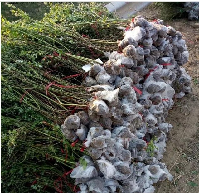 1628776589458911.jpg UD3E7)Z5X5T}B034YCGX%P8.jpg