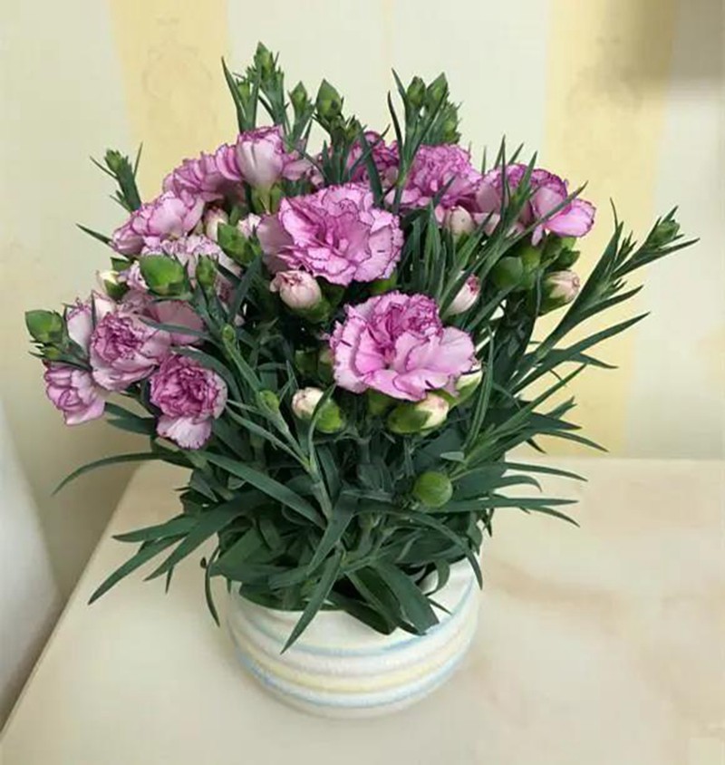 康乃馨盆栽養護,需要特別注意這幾點