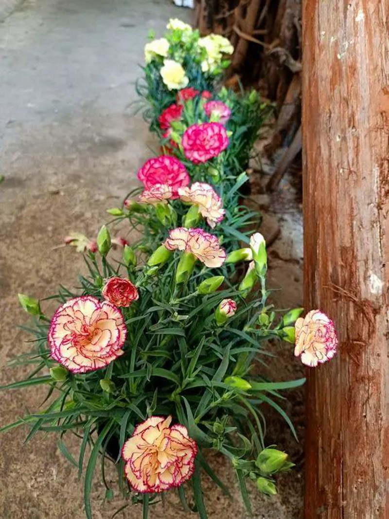 康乃馨盆栽養護,需要特別注意這幾點