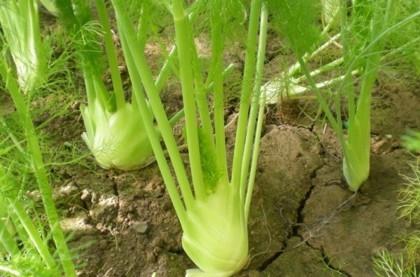 1628777740492502.jpg (16D6~55D%N_}~C2F5XZ}SO.jpg