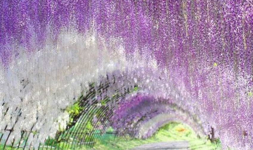 1628778805816724.jpg 紫藤22222222222222.jpg