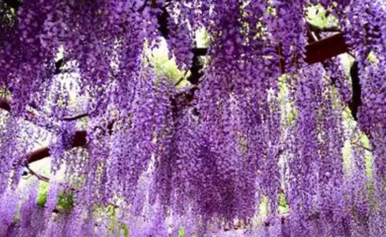 1628778855396602.jpg 紫藤花1010.jpg