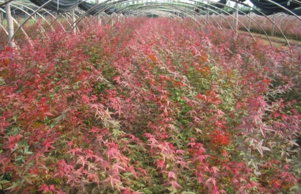 1628779118857241.jpg CKZGS4M6DR%}1RHAV[R}EAM.jpg