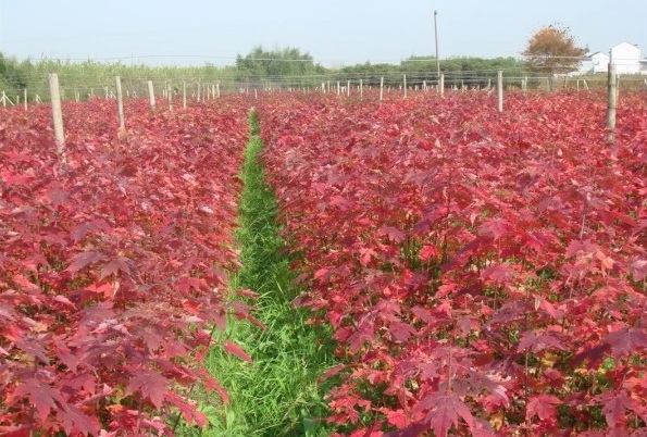 1628779131234607.jpg _$)7ES(V`_1W40PBT%{BLJJ.jpg