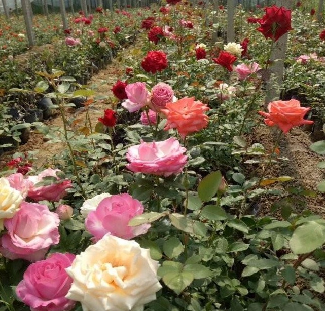 1628779246306299.jpg XQF($67~N[IJF2RZSBUWSE6.jpg