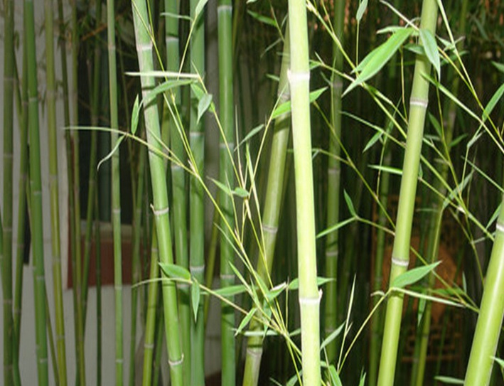 1628779248700665.jpg 早園竹22222.jpg