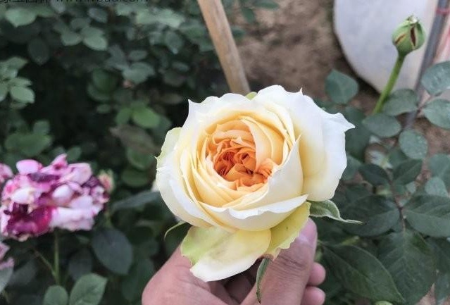 1628779258321078.jpg CK_{{PK(F28G6QCWWZUSI~V.jpg