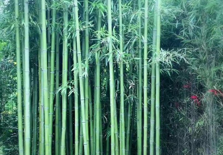 1628779268384719.jpg 早園竹333333.jpg