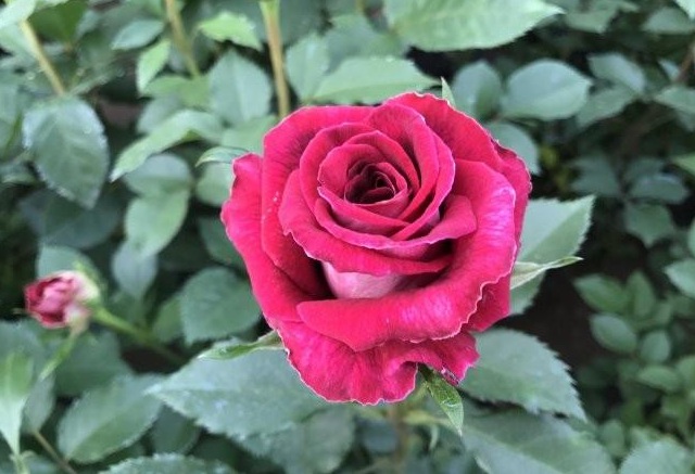 1628779272976292.jpg 13A~_7D}R0W8[3BNAX~V[GS.jpg