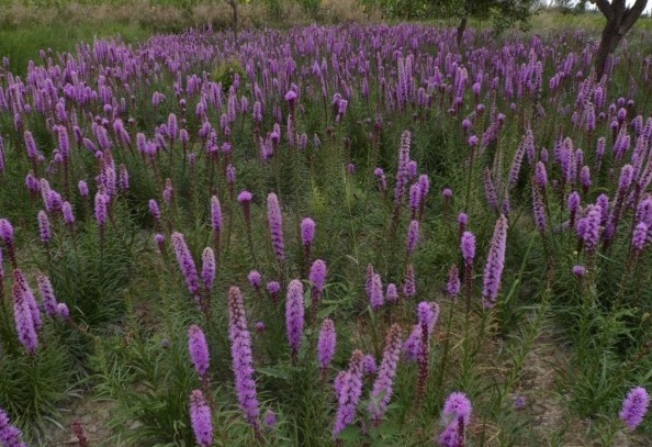 1628779345493626.jpg 9ZNLCH62)VC2LL)IC1CHB3S.jpg