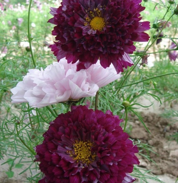 1628779478534423.jpg 07YIC}UI1S6WVJ48NPH)V_Y.jpg