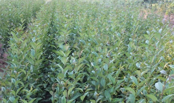 1628779660941186.jpg 3O[2(N{6%HL{3_~AL3N3M(H.jpg