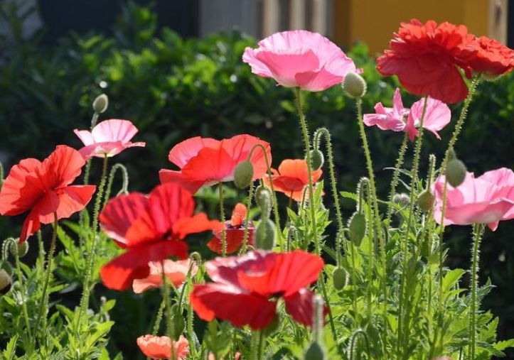 1628779669510118.jpg 虞美人11.jpg