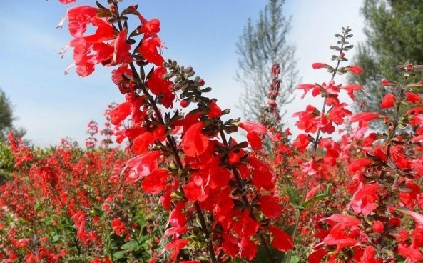 1628779724433299.jpg S0ML)TU0FRRQ8N(V(@%$R0F.jpg