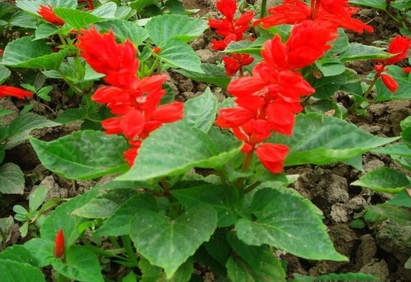 1628779737671838.jpg T$PF3$KUG_66NKOV3}IAZWM.jpg