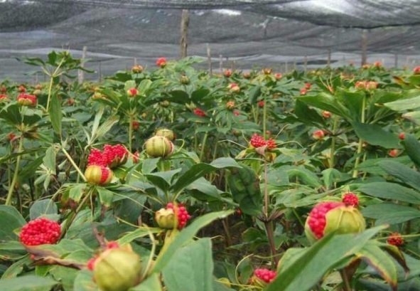 1628780141186164.jpg V1G3ZHA6SY})E%L9V2Y[_)R.jpg