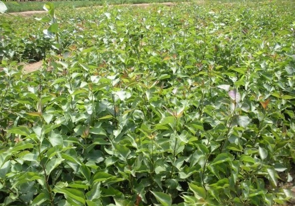 1628781004828990.jpg NL8IZF}KZ6015DSP~MOT}[W.jpg