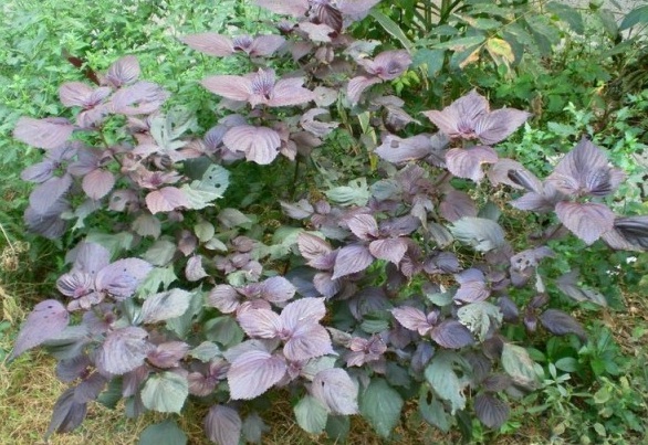 1628781059906098.jpg (IT$G{1@UCCM8L42LY7{0AN.jpg