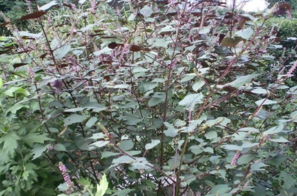 1628781070474598.jpg @(8(_3AOY)$M7Z(SZNFS@3W.jpg