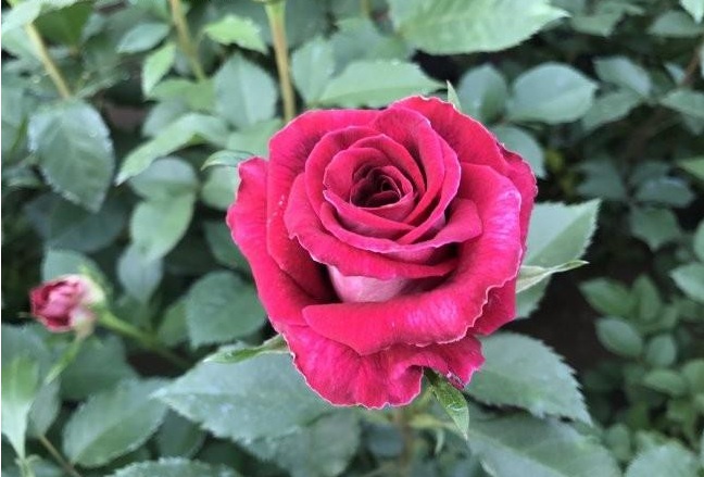 1628782272790052.jpg $3R0SR[ED$ETYG0X2CBY2BD.jpg