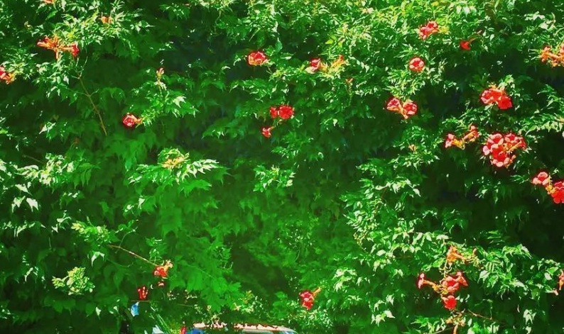 1628832659236119.jpg 凌霄花6666666.jpg