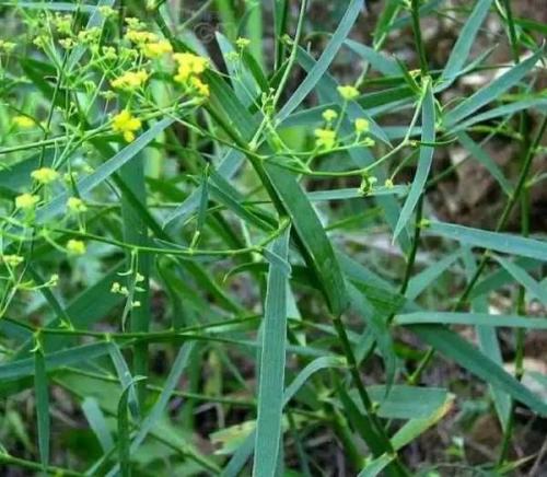 1628853239134956.jpg 1628853239134956.jpg